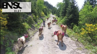 Doğu Karadeniz'de Renkli Yayla Göçü: Yöresel Kıyafetli Besicilerin Büyükbaşlarıyla Doğayla İç İçe Yaz Macerası