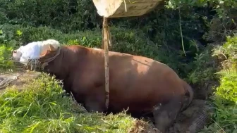 Rize'de Çay Bahçesine Kaçan Boğa, İş Makinesiyle Kurtarıldı!