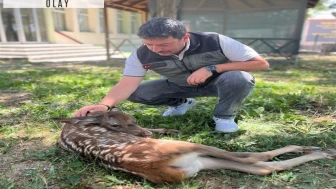 Yaralı geyik yavrusunu devriye gezen orman ekibi kurtardı