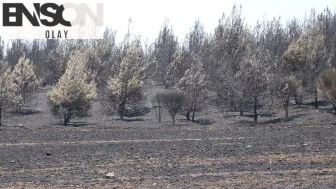 Tekirdağ'daki yangın kontrol altında