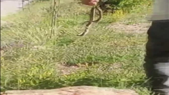 Evinin lavabosunu çekiçle kırıp sıkışan yılanı çıkardı