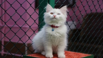 Van Kedi Villası'nda 55 Sağlıklı Kedi Yavrusu Dünyaya Geldi, Doğumlar Devam Edecek