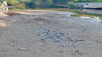 Antalya'da denize dökülen kanalda balık ölümlerine inceleme