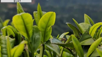 Rize Valisi'nden çay üreticilerine: Ucuza vermeyin!