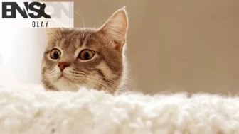 55 yaşındaki adamın akciğerine kaçan kedi tüyü nedeniyle vefat ettiği iddia edildi