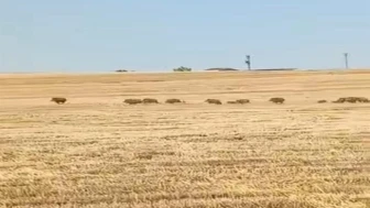 Bismil’de tarlaya giren yaban domuzları kamerada