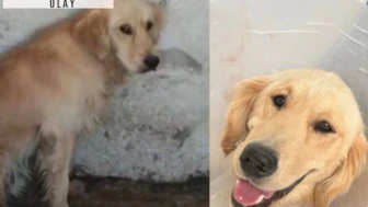 Denize girdiği için barınağa kapatılan köpek hastalıktan öldü
