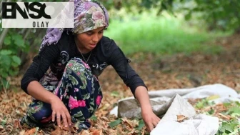 Fındık işçilerinin günlük yevmiyesi belli oldu
