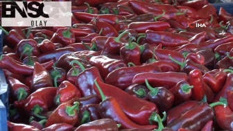 Sezonu başlayan salçalık biberde 2025 yılı fiyatı belli oldu