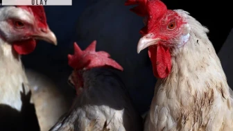 Yumurta fiyatları düşünce Rusya tavuk katliamı yaptı