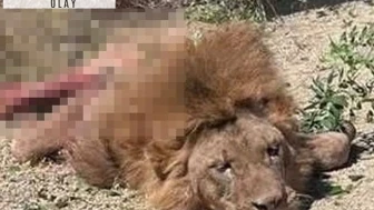 Antalya'da uyutmak yerine öldürülen aslan için suç duyurusu