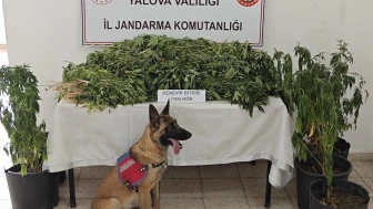 Yalova'da ormanda kenevir yetiştiren şüpheli tutuklandı