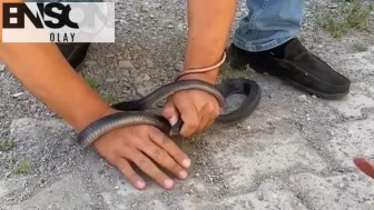 Eve giren yılan parmağını kaptı