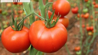 Domatesler zehir üretmeye başladı