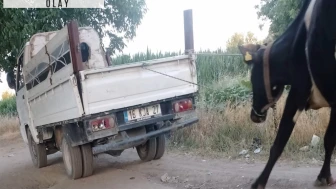 İneği kamyonetin arkasına bağlayıp sürükledi; o anlar kamera