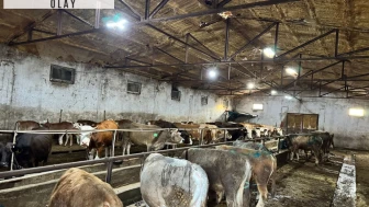 Giresun’da ahırda çıkan yangında 9 büyükbaş öldü