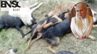 ''İlgimiz yok'' demişti ama... Köpek katliamı sonrası CHP'li başkanın talimatı ortaya çıktı