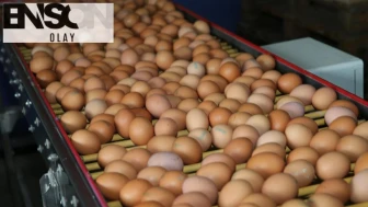 Resmi Gazete'de yayımlandı: Yumurta ihracatında yeni düzenleme