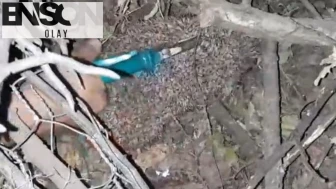 Dikenli tellere takılan kirpiyi çocuklar kurtardı