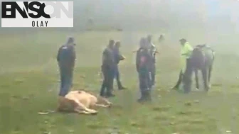 Ardahan’da Yıldırım Düşmesi Sonucu 3 İnek Telef Oldu