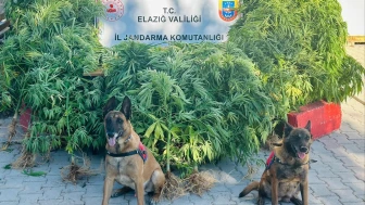 Elazığ’da 511 kök kenevir ve 5 kilo 50 gram esrar ele geçirildi