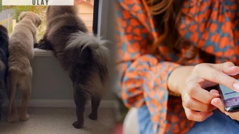Köpeklerini Instagram'a yükledi: 2 milyon TL kaybetti