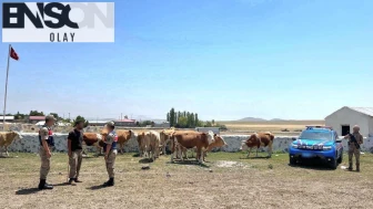 Kars’ta kaybolan büyükbaş hayvanlar bulundu