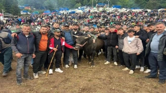 Artvin'de 44. Kafkasör Festivali'nde Heyecan Dolu Boğa Güreşleri Yaşanıyor!