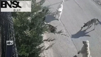 Bursa'da başıboş köpek dehşeti: İşe giderken saldırdılar