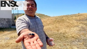 Nadir bulunan o böcek Sivas'ta görüldü: Öldürmenin cezası 557 bin TL!
