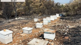 Yunanistan ülkeyi kasıp kavuran yangınların nedenini açıkladı: Başıboş arı kovanı