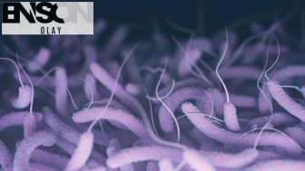 Halk Sağlığı Genel Müdürlüğü: Ülkemizde Vibrio kaynaklı herhangi bir vaka yok