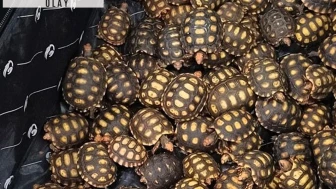 Bir yolcunun valizinden 600 tanesi çıktı: Polisler gözlerine inanamadı