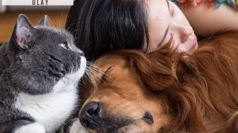 Evcil hayvanınızın acı çektiğini gösteren 7 gizli işaret