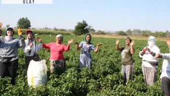 En acı hasat başladı: Tarlaya giren önce oynuyor sonra ağlıyor