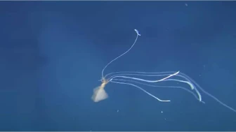 Bilim insanları, okyanusun derinliklerinde keşfedilen gizemli bir deniz canlısını incelemeye başladı!