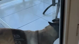 Afyonkarahisar'da Vahşi Köpek Kadının Kolunu Isırarak Koparttı!