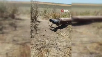 Diyarbakır'da sulama borusundan beklenmedik bir misafir: Porsuk!