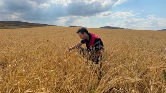 Bayburt'ta hububat tarlalarında sarı pas hastalığı alarmı: Ekipler sahada