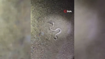 Elazığ'da Yılanın Balık Avladığı Olağanüstü Görüntüler Ortaya Çıktı