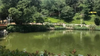 İstanbul'da Yeşil Alan Projelerine Olan İlgi Artıyor: İstanbullular Neden Daha Fazla Destek Veriyor?