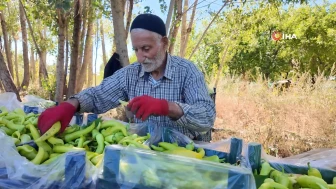 86 yaşındaki Ahmet amca yetiştirdiği bölgeye biber yetiştiriyor