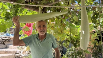 Deneme amaçlı ekti, gözlerine inanamadı! Boyu bir metreye dayanan dev kabak şaşkına çevirdi