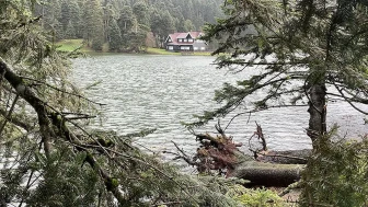 Bartın'da kuvvetli rüzgar ve sağanak yağmur nedeniyle ağaçlar devrildi