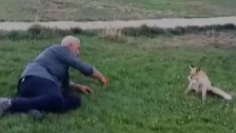 Bayburt’ta vatandaşın tilkiyle dostluğu kamerada: Hayvanı elleriyle böyle besledi