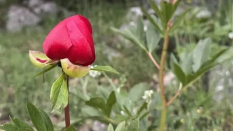 Biricikliğin izinde: Küçüklükte saklı bir bambaşkalık