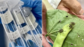 Bir tanesi yılda 300 yavru yapıyor... Fındığın baş belasına dev kış operasyonu! 26 bin özel tuzakla 'cezbet yok et' harekatı başladı