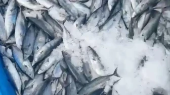 Karadeniz'de palamut bereketi : Balıkçının ağlarına 2 bin palamut takıldı