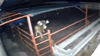 Kırşehir'de mandıraya giren kurtlar hayvanlara saldırdı, o anlar kamerada