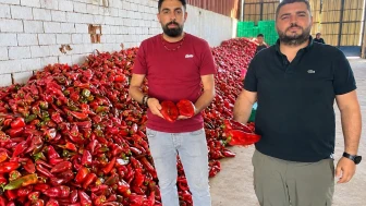 Kışlık salça yapacaklara müjde: 35 liradan 18 liraya indi